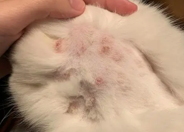猫癣多久才能治好呢