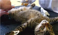 猫咪麻醉为什么那么快失效呢