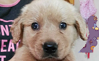 狗狗怎么分辨公母