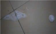 猫吐了白色黏液或泡沫