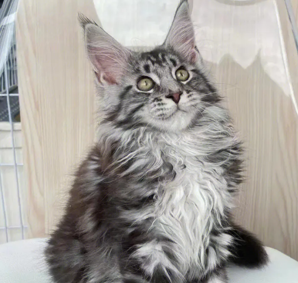 国内知名缅因猫猫舍 国内知名缅因猫猫舍