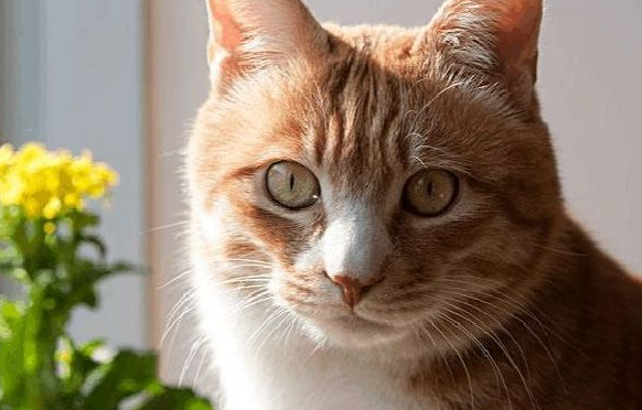 橘猫突然打喷嚏还流鼻涕什么原因