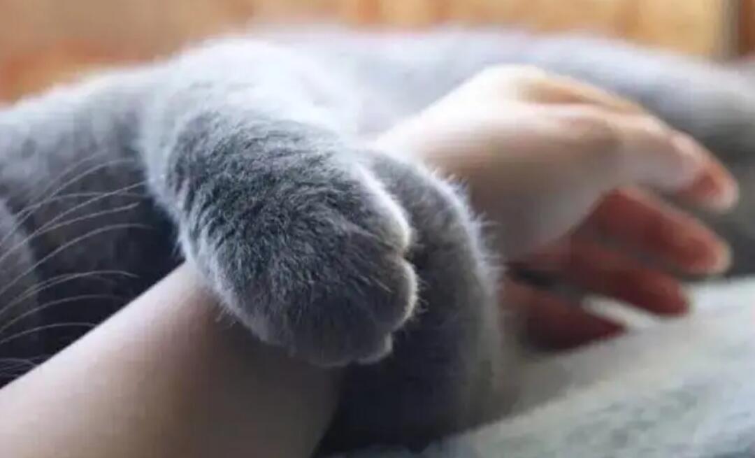 猫爪印和狗爪印的区别是什么 猫爪印和狗爪印的区别是什么