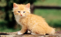 猫吃生蛋清会有什么后果