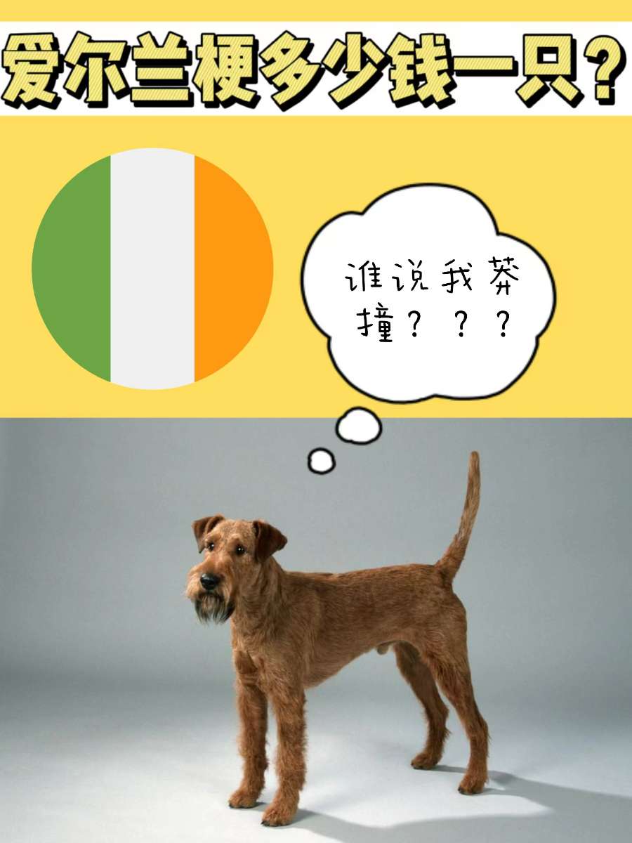 爱尔兰梗多少钱一只？鲁莽大胆又忠诚的狗狗