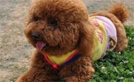 本来全是泰迪犬,性情却大不一样,家里狗狗是哪一种种类呢?