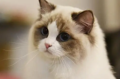 布偶猫伤心的表现 布偶猫伤心的表现