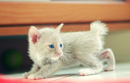 一个月的小猫怎么养活啊