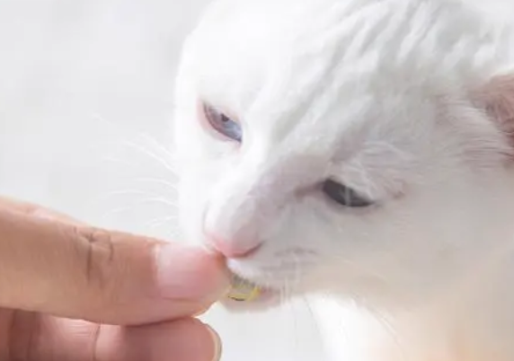 猫咪营养膏助爱猫增强提高免疫力，预防猫癣！