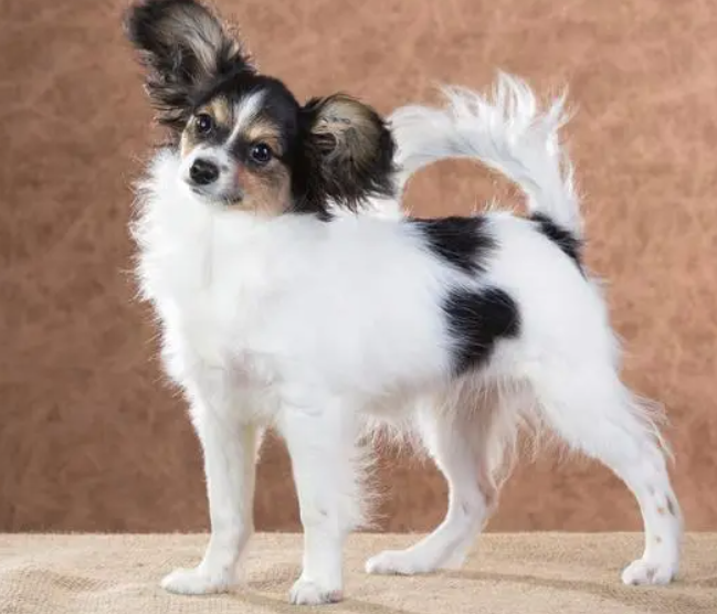 蝴蝶犬美容造型图
