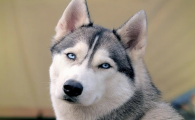哈士奇多大才能带出去溜达