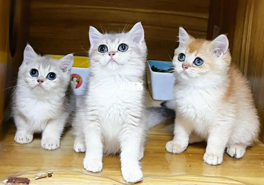猫舍买猫应该注意什么 猫舍买猫应该注意什么