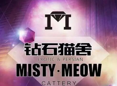 北京钻石先生猫舍 北京钻石先生猫舍