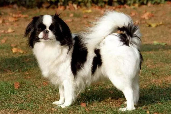 日本狆犬多少钱一只-宠物网
