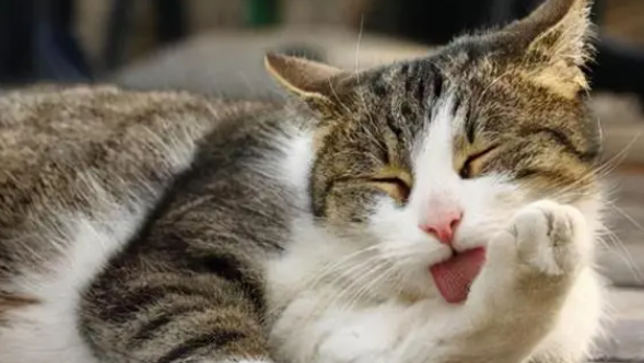 猫咪为什么老是要舔东西