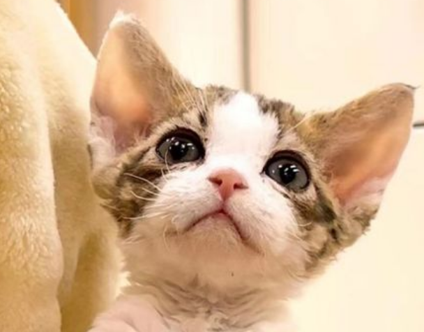 猫开脸什么意思?