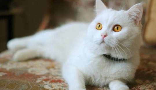 怎么让猫咪不记仇？猫对主人记仇了怎么办