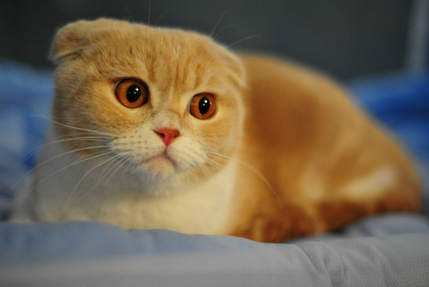猫可以吃车厘子吗? 猫可以吃车厘子吗?