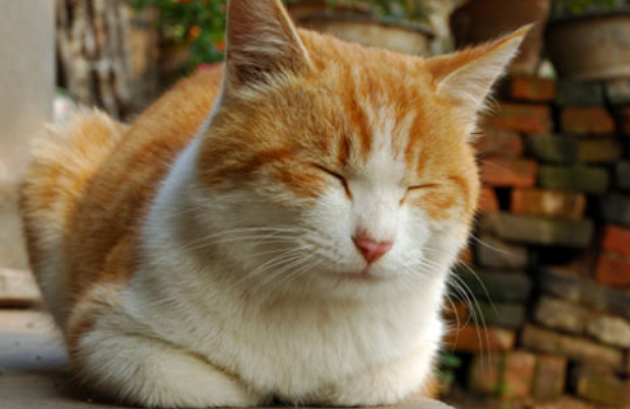 猫肠梗阻死亡前的征兆 猫肠梗阻死亡前的征兆