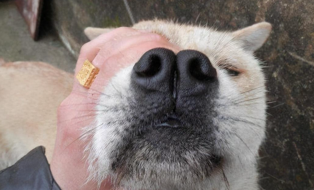 为什么狗狗的毛变黄了