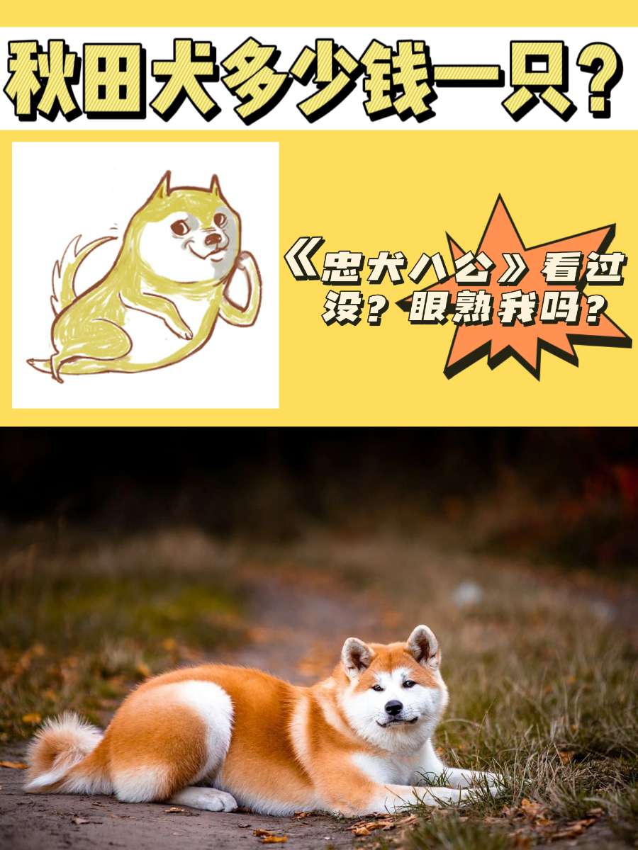 秋田犬多少钱一只?你不知道的“忠犬八公” 秋田犬多少钱一只?你不知道的“忠犬八公”