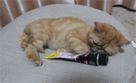 让猫猫习惯抱抱的技巧攻略