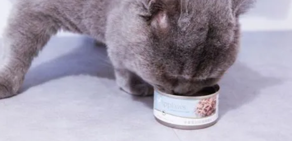 猫咪怀孕为什么不吃肉罐头呢