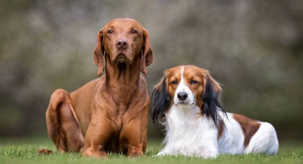 狗毛有狂犬病毒吗？狗感染狂犬病毒的症状是什么？