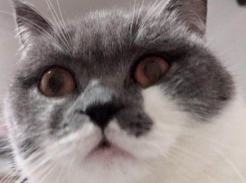 你对人猫共患疾病了解多少？你对人猫共患疾病了解多少种