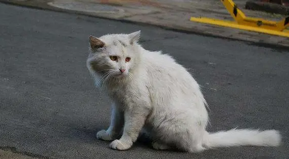 流浪猫求收养被打死？现实很残酷