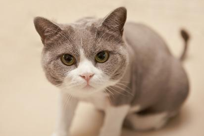 猫咪的脊椎疾病及检查，养猫的你一定要了解！