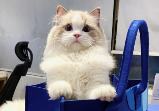 2个月小猫耳朵里面很脏是为什么？