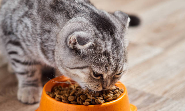 猫吃猫粮后呕吐怎么办?有以下几个原因