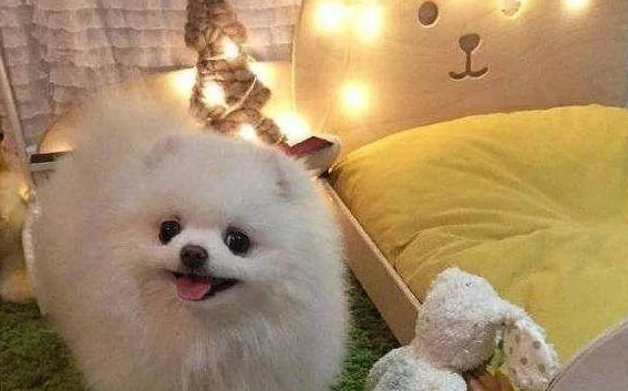 晚上狗叫,这三个因素越来越多,我们得想办法应对。 晚上狗叫,这三个因素越来越多,我们得想办法应对。
