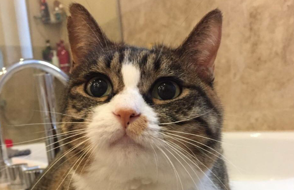 宠物猫阿狄森氏病症状有哪些? 宠物猫阿狄森氏病症状有哪些?