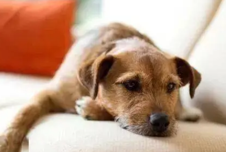 狗狗拉稀不喝水该怎么办？