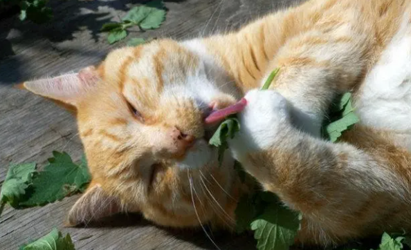 猫薄荷对猫有什么作用？