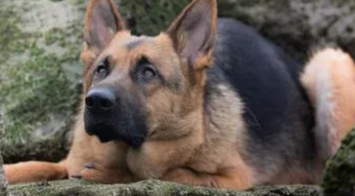 德国牧羊犬得了皮肤病该怎么治疗？
