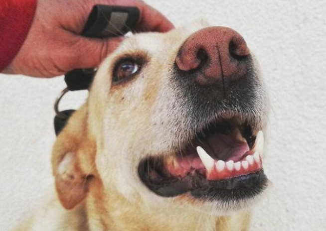 拉布拉多犬“舔人”的个人行为,原来是这样~ 拉布拉多犬“舔人”的个人行为,原来是这样~