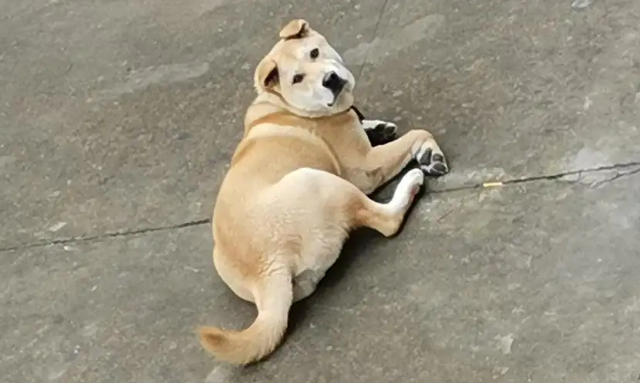 把土狗当宠物养的人都是傻子