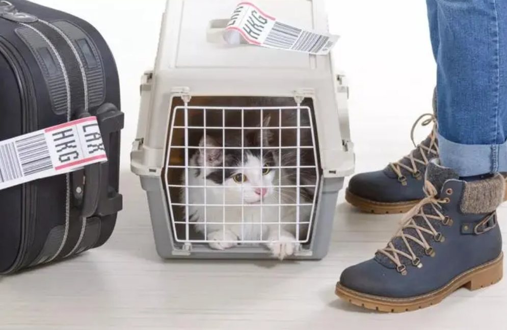 托运猫咪安全吗