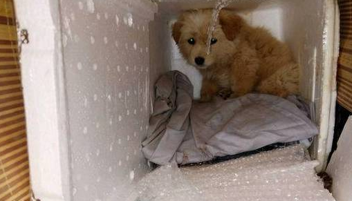 得了犬瘟的小土狗被建议放弃治疗，它的反应让人心塞