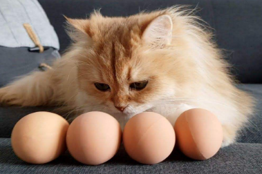 猫咪可以吃鸡蛋白不