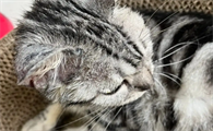 美短虎斑猫掉毛严重是正常的吗怎么办