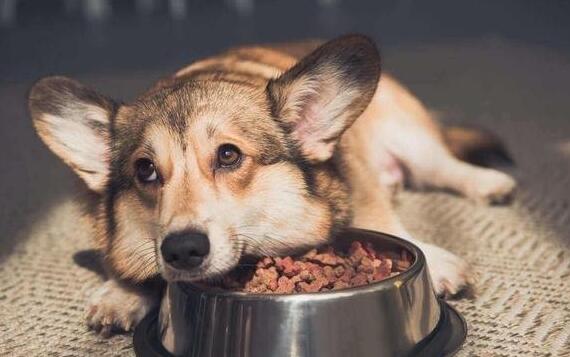 狗狗何时必须补钙?给狗狗补钙吃啥? 狗狗何时必须补钙?给狗狗补钙吃啥?