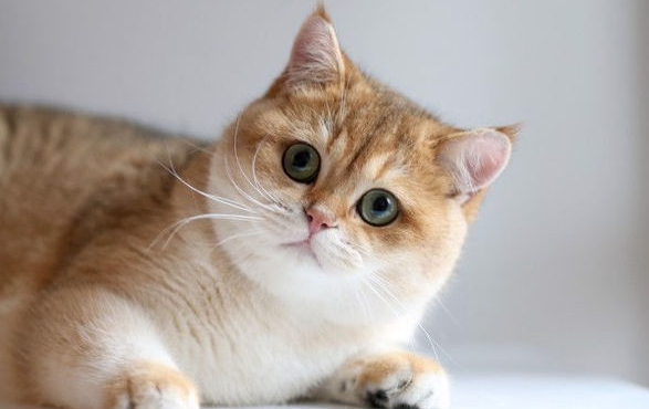 你知道喵星人也会得艾滋病吗?猫怎么会得艾滋病? 你知道喵星人也会得艾滋病吗?猫怎么会得艾滋病?