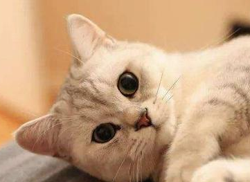为什么越养猫运气越差 为什么越养猫运气越差