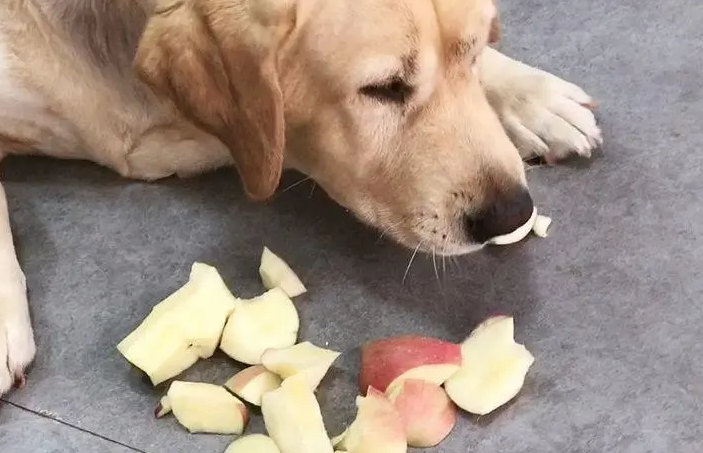 狗狗为什么吃苹果会吐 狗狗为什么吃苹果会吐