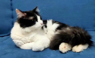 怎样给猫咪减肥最有效