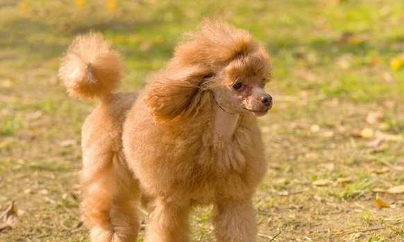 怎么知道贵宾犬是否纯种？重要看这五个地区